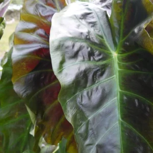 Aloha Colocasia Live Plant – Tropical Foliage – Starter Plant - Image 2