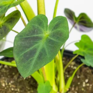Aloha Colocasia Live Plant – Tropical Foliage – Starter Plant - Image 3