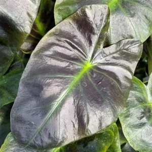 Aloha Colocasia Live Plant – Tropical Foliage – Starter Plant - Image 4