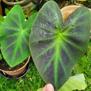 Aloha Colocasia Live Plant – Tropical Foliage – Starter Plant - Image 5