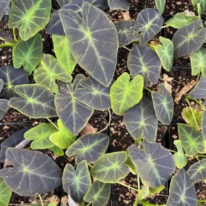 Aloha Colocasia Live Plant – Tropical Foliage – Starter Plant - Image 6