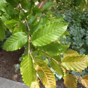 American Hornbeam Live Plant – 36-42