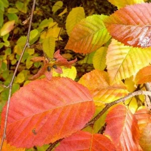 American Hornbeam Live Plant – 36-42
