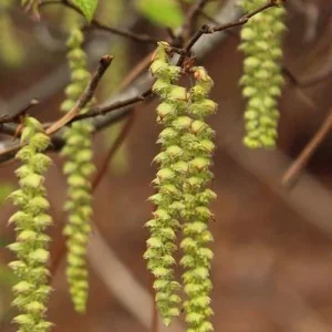 American Hornbeam Live Plant – 36-42