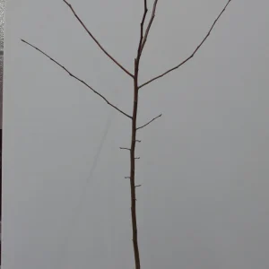 American Hornbeam Live Plant – 36-42