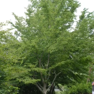 American Hornbeam Live Plant – 36-42