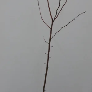 American Hornbeam Live Plant – 36-42