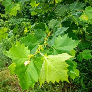 American Sycamore Tree Live Plant – 18-24