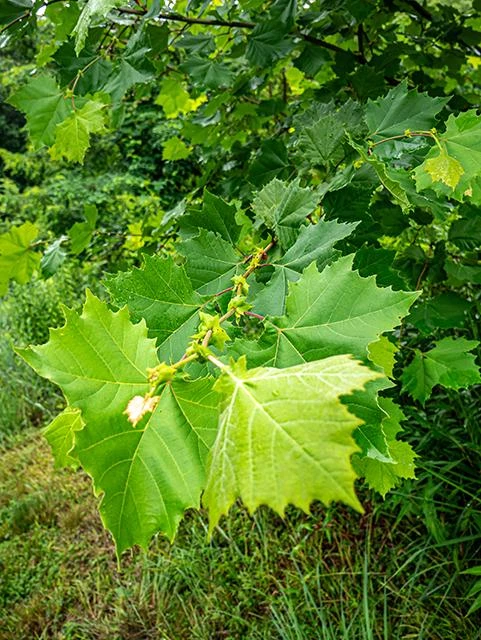 American Sycamore Tree Live Plant – 18-24" Tall – 3.5" Pot – Outdoor Landscaping - Image 2