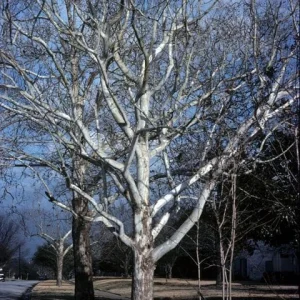 American Sycamore Tree Live Plant – 18-24