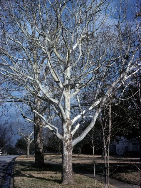 American Sycamore Tree Live Plant – 18-24" Tall – 3.5" Pot – Outdoor Landscaping - Image 3