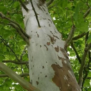 American Sycamore Tree Live Plant – 18-24