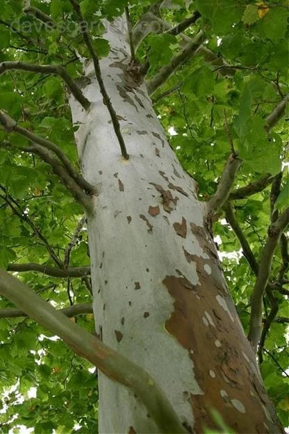 American Sycamore Tree Live Plant – 18-24" Tall – 3.5" Pot – Outdoor Landscaping - Image 4
