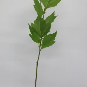 American Sycamore Tree Live Plant – 18-24