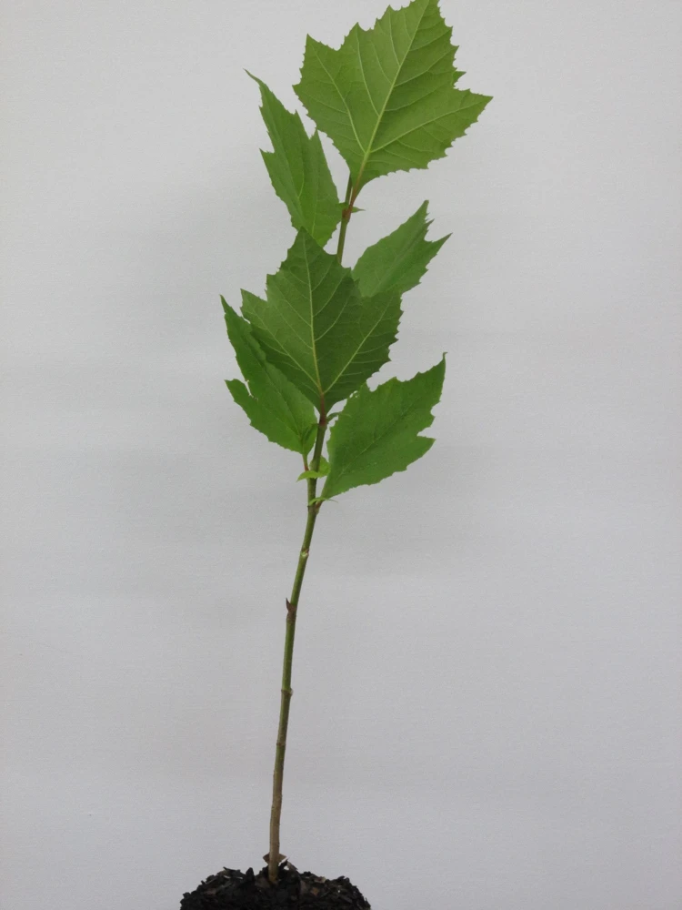 American Sycamore Tree Live Plant – 18-24" Tall – 3.5" Pot – Outdoor Landscaping - Image 5
