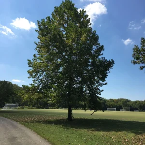 American Sycamore Tree Live Plant – 18-24