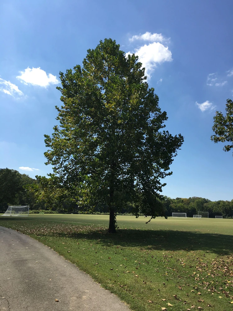 American Sycamore Tree Live Plant – 18-24" Tall – 3.5" Pot – Outdoor Landscaping - Image 1
