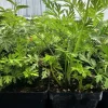 Artemisia Annua Tshab Xyoob Live Plant - Herbal Starter, 2.5 inch Pot - Image 1