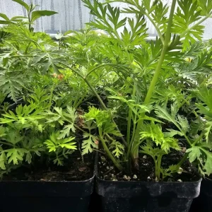 Artemisia Annua Tshab Xyoob Live Plant - Herbal Starter, 2.5 inch Pot - Image 1