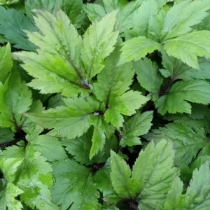Ashitaba Live Plant - Angelica Keiskei Rooted Starter Plant - 1 Seedling - Outdoor - Image 10