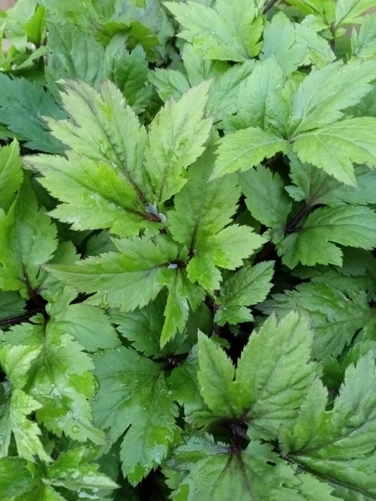 Ashitaba Live Plant - Angelica Keiskei Rooted Starter Plant - 1 Seedling - Outdoor - Image 10