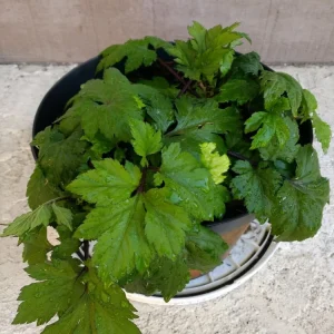 Ashitaba Live Plant - Angelica Keiskei Rooted Starter Plant - 1 Seedling - Outdoor - Image 2