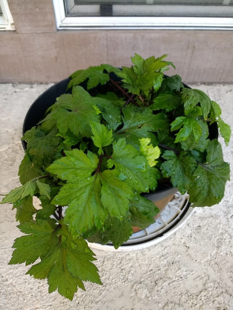 Ashitaba Live Plant - Angelica Keiskei Rooted Starter Plant - 1 Seedling - Outdoor - Image 2
