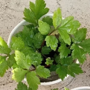 Ashitaba Live Plant - Angelica Keiskei Rooted Starter Plant - 1 Seedling - Outdoor - Image 7
