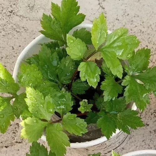 Ashitaba Live Plant - Angelica Keiskei Rooted Starter Plant - 1 Seedling - Outdoor - Image 7