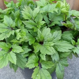 Ashitaba Live Plant - Angelica Keiskei Rooted Starter Plant - 1 Seedling - Outdoor - Image 8