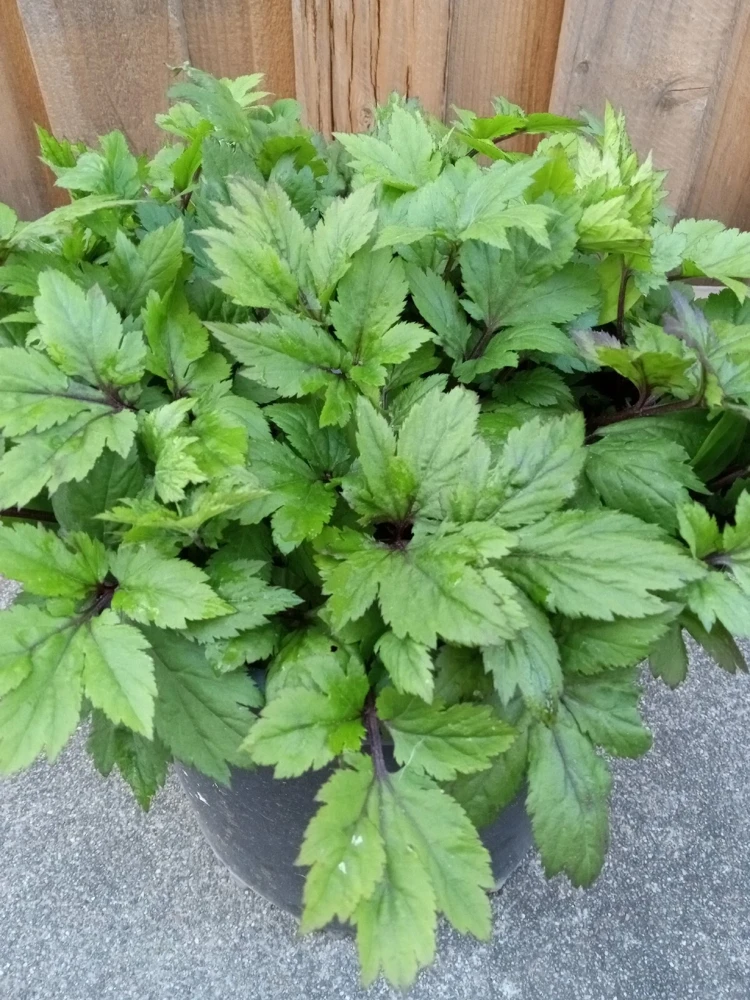 Ashitaba Live Plant - Angelica Keiskei Rooted Starter Plant - 1 Seedling - Outdoor - Image 8