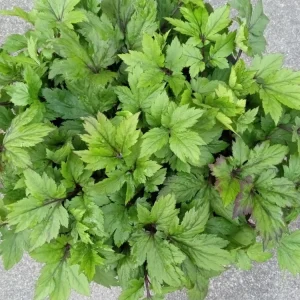 Ashitaba Live Plant - Angelica Keiskei Rooted Starter Plant - 1 Seedling - Outdoor - Image 9