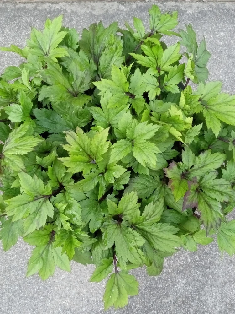 Ashitaba Live Plant - Angelica Keiskei Rooted Starter Plant - 1 Seedling - Outdoor - Image 9