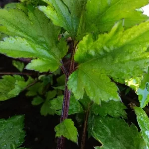 Ashitaba Live Plant - Angelica Keiskei Rooted Starter Plant - 1 Seedling - Outdoor - Image 1