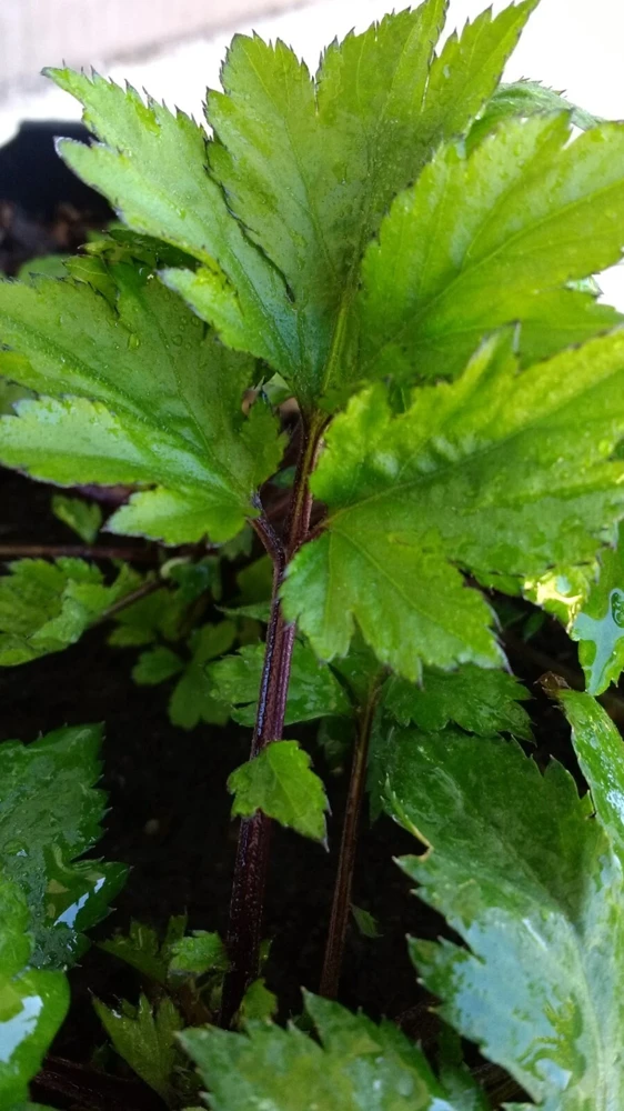 Ashitaba Live Plant - Angelica Keiskei Rooted Starter Plant - 1 Seedling - Outdoor - Image 1