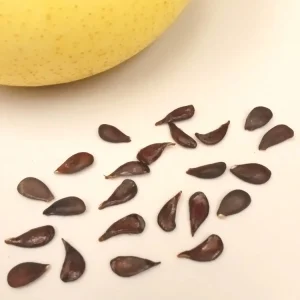 Asian Sand Pear Seeds - 10 Seeds - Pyrus Pyrifolia Edible Fruit Tree - Outdoor - Image 3