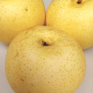 Asian Sand Pear Seeds - 10 Seeds - Pyrus Pyrifolia Edible Fruit Tree - Outdoor - Image 1