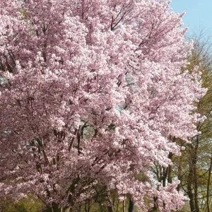 Autumnalis Flowering Cherry Tree - 6-10