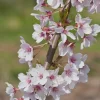Autumnalis Flowering Cherry Tree - 6-10" Tall Live Plant - Shipped in 2.5" Pot - Image 1
