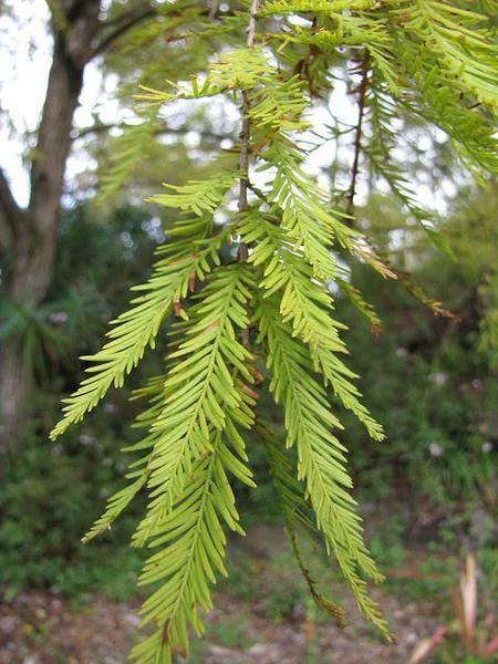 Bald Cypress Live Tree – 18-24" Tall – Deciduous Conifer – Outdoor Specimen Plant - Image 2