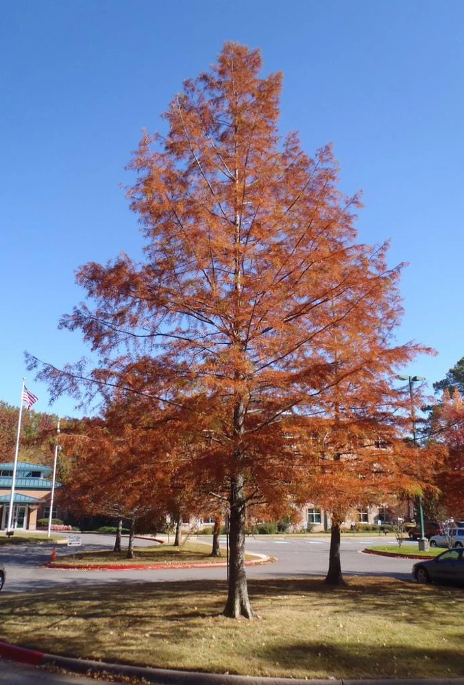 Bald Cypress Live Tree – 18-24" Tall – Deciduous Conifer – Outdoor Specimen Plant - Image 3