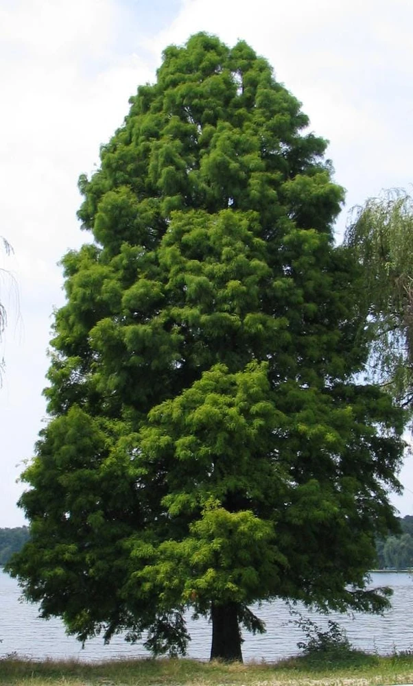 Bald Cypress Live Tree – 18-24" Tall – Deciduous Conifer – Outdoor Specimen Plant - Image 1