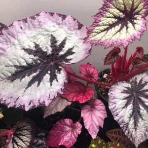Begonia Fire Woman Live Plant – Vibrant Foliage Houseplant – 4