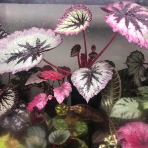 Begonia Fire Woman Live Plant – Vibrant Foliage Houseplant – 4