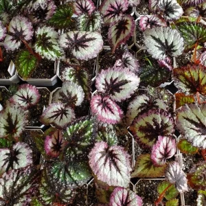 Begonia Fire Woman Live Plant – Vibrant Foliage Houseplant – 4