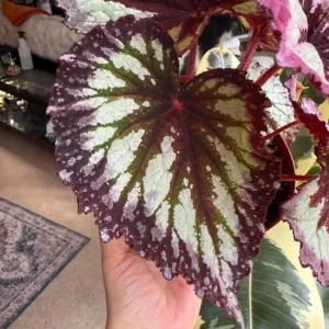 Begonia Fire Woman Live Plant – Vibrant Foliage Houseplant – 4