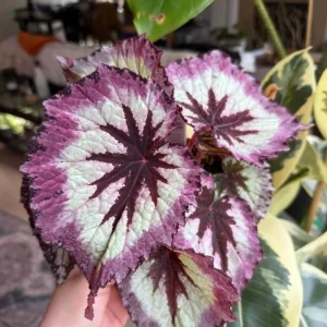Begonia Fire Woman Live Plant – Vibrant Foliage Houseplant – 4