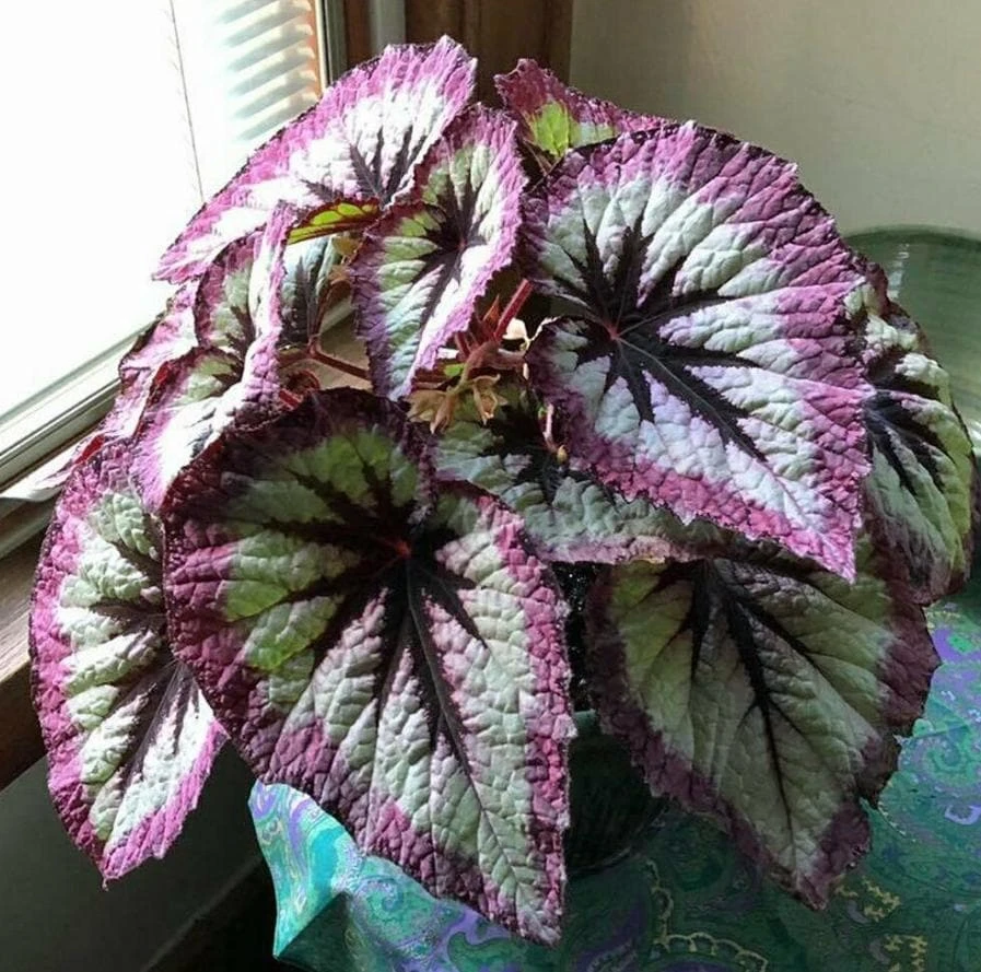 Begonia Fire Woman Live Plant – Vibrant Foliage Houseplant – 4" Pot - Image 1