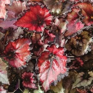Begonia Red Robin Live Plant – Vibrant Red Foliage – 3-6