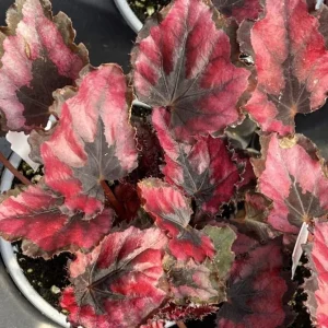 Begonia Red Robin Live Plant – Vibrant Red Foliage – 3-6